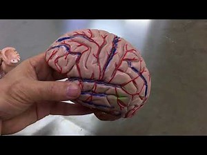 Cerebral hemisphere