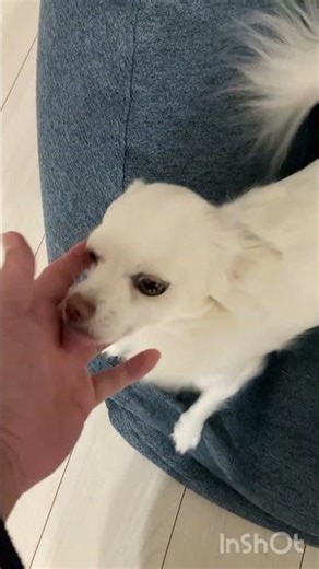 Morning Dash to the Sofa 💨 Happy Tail Wag 朝のソファーダッシュ #かわいい #チワワ #癒し #cute #chihuahua #healing