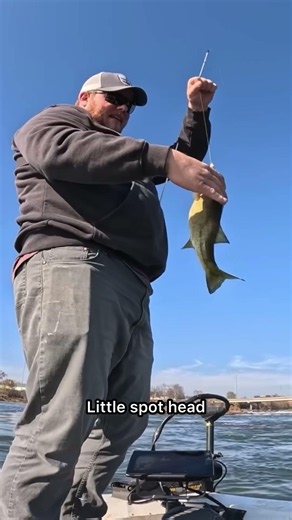 Swim baits catch the bass #fishingwithsmalls #ayofishing #fishing #bassfishing