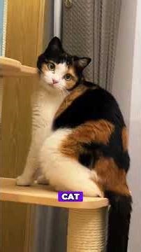 Your Cat’s Fur Color Reveals Their Personality