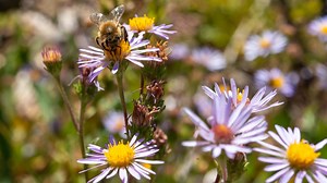 What Makes Queen Bees So Smart?