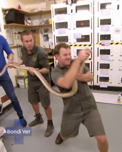 8.8M views · 64K reactions | Get ready for the most unexpected snake bite victim - A SNAKE!!  How will Dr Chris Brown and Tim Faulkner handle this one?? 樂 | Bondi Vet | Facebook