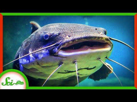 5 Animals With Superpowered Senses