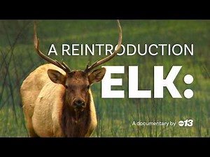 'Elk: A Reintroduction' documentary trailer