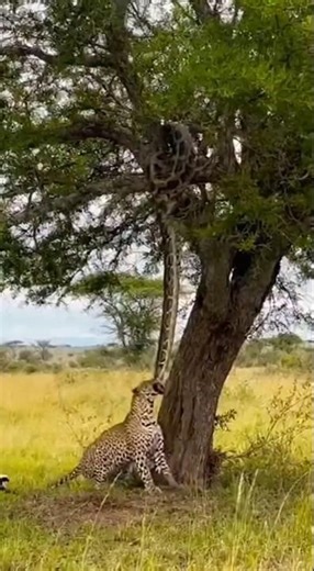 Leopard went under a tree and was attacked by a python. #leopard #python #A
