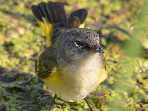 32 Yellow Birds In Michigan (ID And Song Guide)