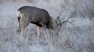 Another Colorado mule deer prepping its antlers. | Wildlife throughhopeseyes.