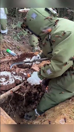 How to Handle Giant Hornets Safely #gianthornets #wildliferescue #hornetnestremoval