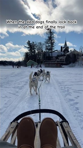 By the end of the trail, the sled dogs finally found their focus again — Lake Placid