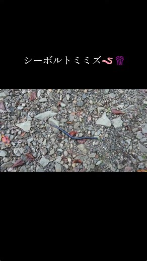 シーボルトミミズの魅力と生態