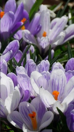 Unlocking the Secrets of Saffron Crocus in Your Garden