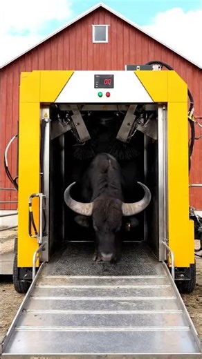 High-Tech Buffalo Wool Shearing: Precision and Power Combined