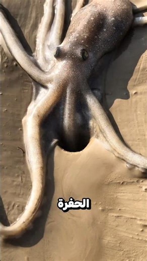 دخل في حفرة صغيرة 😮؟!