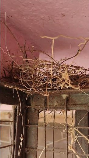 "Amazing Bird Nest Building Skills: Watch These Birds Build Their Homes from Scratch!"