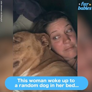 74K views · 178 reactions | This woman woke up to a random dog in her bed  https://gma.abc/3uiyUKm | Good Morning America | Facebook