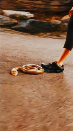 What Happens When a Snake Bites a Human? 😨 | Snake Bite Horror | Spooky Paws