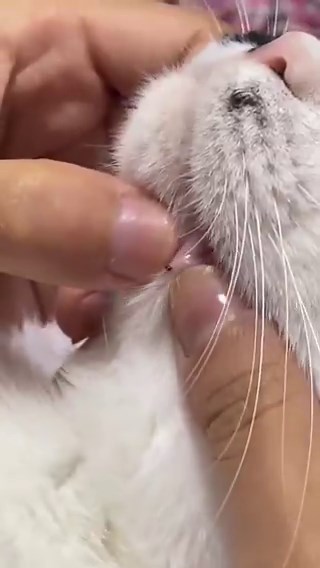 Cats blackhead