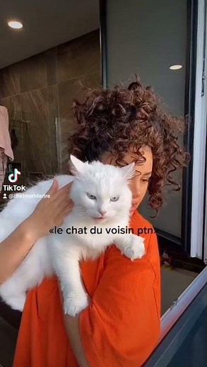 chat méchant 😡 très en colère ⚠️