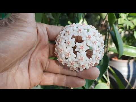 T395 Still a little love for orchids