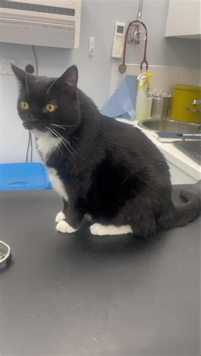 Our wee Kitty hasn’t been a well wee soul and everyone is so worried about her 💔Her foster Madeline is wonderful and has been brilliant with Kitty and without her the reality is Kitty would be dead as she has been very poorly.Kitty came to us when her owner died and we knew she was diabetic but she’s had other issues and she will have to get further tests over the next few weeks.She is such a special soul who thankfully loves going to the vets, she loves everyone and takes it all in her stride.