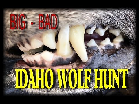 BIG BAD , BLACK IDAHO WOLF HUNT: 2019