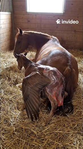Mythic depths on Instagram: "Proof that some miracles are just waiting to take flight. ✨🐴 #Pegasus #Mythology #FantasyCreatures #MagicIsReal"