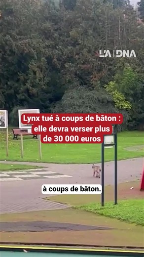 Elle avait tué un lynx à coups de bâton. Une habitante de Niederbronn-les-Bains a été condamnée à une peine de trois mois de prison avec sursis. Elle devra par ailleurs verser 30 000 euros à des associations de protection de l'environnement. 📹 : Amandine Guiony #lynx #alsace #faitdivers #animaux #tiktoknews