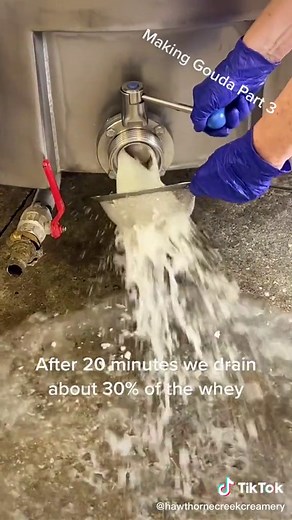 Gouda Cheese Production Process Explained