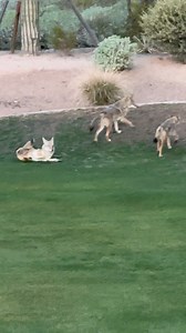 307K views · 4.7K reactions | This pack of Arizona Coyotes were on morning rodent patrol and had a little fun while at it. This pack sure seems to have some German Shepherd bred into it!?! If you’re on Instagram I’d appreciate you giving my page a follow as I try and grow on that platform! https://www.instagram.com/jeremyjohnsonphotography | Jeremy Johnson Photography | Facebook