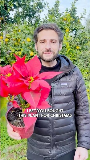 Poinsettia Plant Care Tips 🌿 It can last for years! #poinsettia #garden #gardening