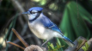 Amazing Blue Jay Calls - Up Close and Loud!
