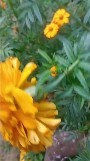 tera is bar mahe Hindi song #trending #rils #bollywoodsongs #viral #shortsvideo