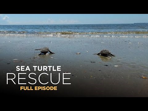 Sea Turtle Rescue 105: Hatchling Hotspot