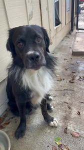 Meet Bentley! He is a 2 year old @45 lbs collie mix. He is a solid citizen, good with all. Would make a great family pup or could be in just about any other situation. Email to learn more about fostering or adoption ❤️ kninerescueinc@gmail.com | Knine Rescue Inc.