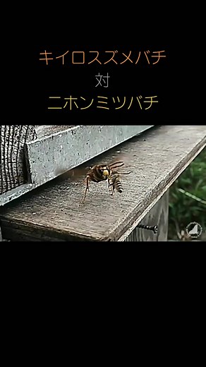 キイロスズメバチ対ニホンミツバチ④ Japanese yellow hornet vs. Japanese honey bee #tokyobugboys
