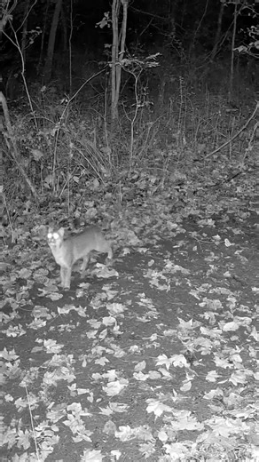 Bobcat Strikes a Pose | Up-Close Trail Cam Footage! #shorts