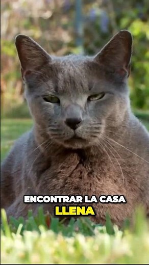 THE RUSSIAN BLUE CAT, A CAT THAT HARDLY CHANGES ITS COAT