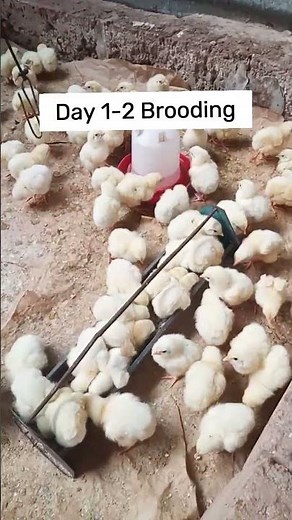 How to Brood Broiler Chicks Properly (First 48 Hours)