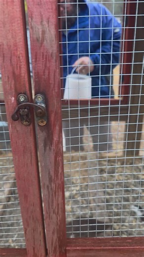 Quail eggs count. Since the first video was a bust! #Chickens #Farming #Farmlife #OnTheFenceFarm #Goats