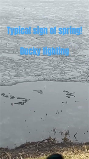 Typical sign that Spring is here- ducky fighting/ Norway Westcoast