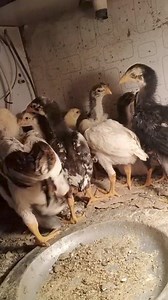 📢📢 *MASHALLAH* 🤍 shamoo Chicks For Sale🤍 👍Qeemat 6000 per piece and 10000 pair 🏛️Location kpk Swabi 🚡🚍 Cargo All over 🇵🇰🇵🇰🇵🇰🇵🇰 Watsapp 03125939244 Shafiq Shamo farm kpk | Shafiq Shamo farm kpk
