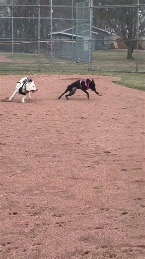 Dogo Argentino catch Dogo 😂