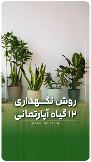 ‎گرینیوم|مریم آبسالان|دکتری بیماری شناسی گیاهان‎ on Instagram‎: "شرایط نگهداری گیاهان آپارتمانی 😍 نکات مهمی که باید برای نگهداری هر کدوم از این گیاهان آپارتمانی رعایت کنید، توی این ویدئو گفته شده🌱 🟣 برای اینکه گیاهتون سالم بمونه و رشد خوبی داشته باشه حتما از خاک مخصوص گیاه استفاده کنید👌 🛍 فروشگاه گرینیوم که میتونید محصولات (انواع خاک مخصوص گیاه، کود، لامپ رشد، گلدان و ابزارآلات باغبانی و...) رو تهیه کنید، لینک مستقیم وبسایت در بایوگرافی پیـج نوشته شده. 🌐‌ www.greeniumgroup.ir 🌿 @greenium.