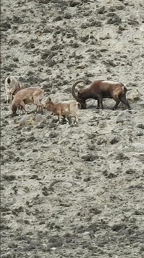 Pride of the Himalayas 🐐 | Rare Ibex Sighting