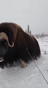 The musk ox stood strained in the snow, its heavy foot caught in a harsh wire that cut into flesh with every shift of weight. Built to endure brutal winters and open tundra, it was forced into pain and stillness by a simple human-made snare. Steam rose from its breath as fear and exhaustion settled in. We approached carefully, respecting its size and distress, moving slowly to avoid panic. With steady hands, we cut the wire and freed the trapped foot. After a long pause, the musk ox stepped away