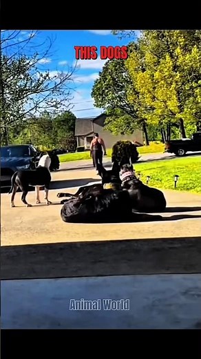 Other dogs protection 🤡 vs These dogs protection ☠️#animals #dog #shorts #trending #trollface