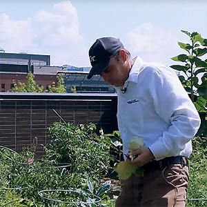 Tech Lawn and Garden: Landscaping Tips for Beginners