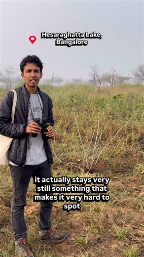 Ishan Shanavas on Instagram: "PART 9: Purple Heron The purple heron is a tall, elegant bird that often stays hidden along the edges of Bangalore’s lakes, blending into reeds and tall vegetation. This is part nine of my “Bangalore Bird Series”, where I document birds you can spot in and around the city’s lakes and wetlands. With its long neck and patient hunting style, the purple heron waits motionless before striking at fish, frogs, or other small prey. Its preference for dense vegetation makes