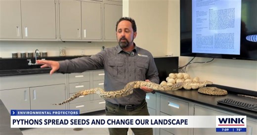 Burmese pythons in Everglades may change landscape by spreading seeds