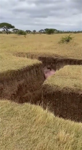 Hippo Vs Trench: The Ultimate Nature Fail #Shorts